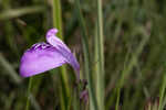 Thickleaf waterwillow